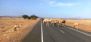 Camels on a desert road, Northern Kenya